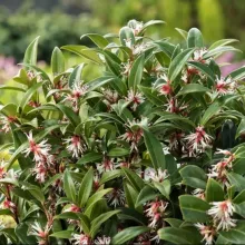 Sarcococca hook. 'Winter Gem'