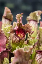 Sarracenia Leucophylla