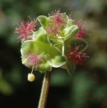 PIMPERNEL Sanguisorba minor