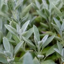 SALIE Salvia officinalis