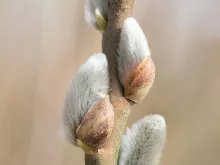 Salix viminalis