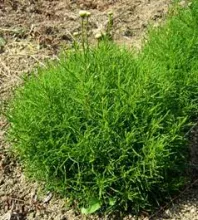 OLIJFKRUID Santolina viridis