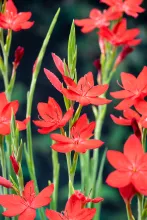 Schizostylis coccinea 'Major'