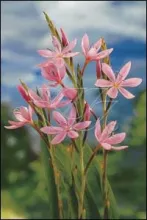 Schizostylis coccinea 'Mrs Hegarty'