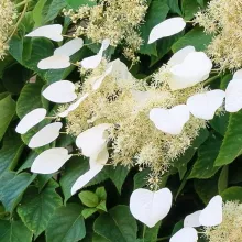 Schizophragma hydr. 'Angel Wings'