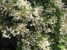 Schizophragma hydrangoides