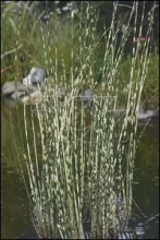 Scirpus tabermont 'Zebrinus'