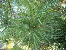 Sciadopitys verticillata 