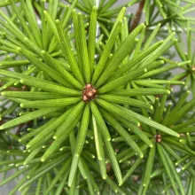 Sciadopitys verticillata 'Green Diamond'