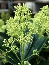 Skimmia jap. 'Finchy'®