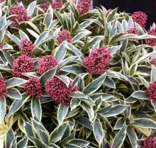 Skimmia jap. 'Magic Marlot'®