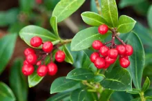 Skimmia jap. 'Tansley Gem'