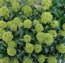 Skimmia jap. 'White Dwarf'