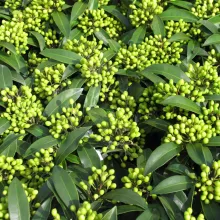 Skimmia reevesiana
