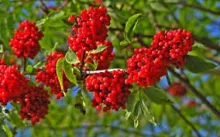 Sorbus auc. 'Wettra'