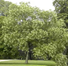 Styphnolobium japonicum