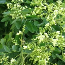 Styphnolobium japonicum Pendula'