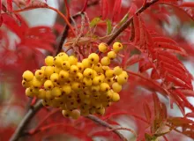Sorbus 'Joseph Rock'