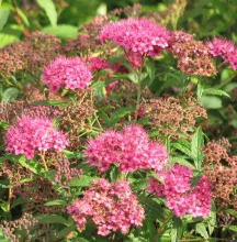Spiraea bum. 'Anthony Waterer'