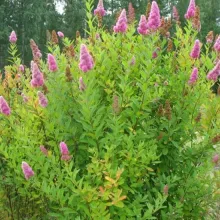 Spiraea billiardii