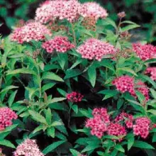Spiraea jap. 'Dart's Red'