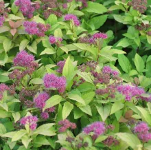 Spiraea jap. 'Goldflame'