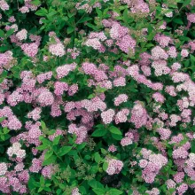 Spiraea jap. 'Little Princess'