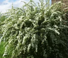 Spiraea vanhouttei
