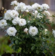 'Baby Schneewittchen'® Stamroos