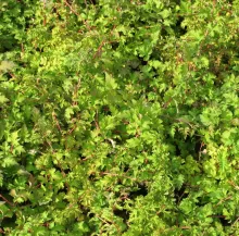 Stephanandra inc. 'Crispa'