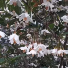Styrax jap. 'Evening Light'