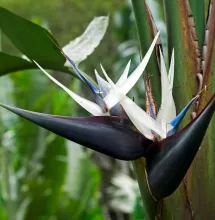 Strelitzia nicolai