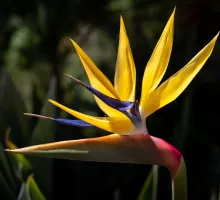 Strelitzia reginae