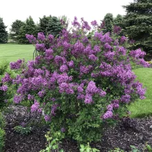 Syringa Bloomerang 'Dark Purple'