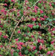 Symphoricarpos chenaultii