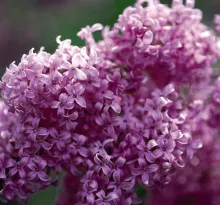 Syringa chin. 'Saugeana'