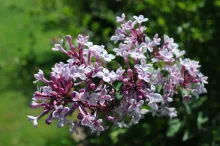 Syringa microphylla 'Superba'