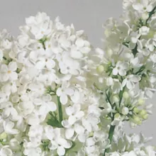 Syringa pinnatifolia