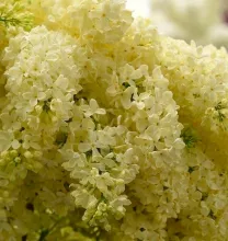 Syringa vulg. 'Primrose'