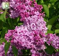 Syringa vulg. 'Ruhm Von Horstenstein'