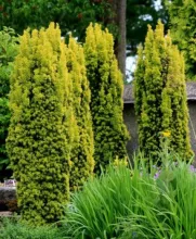 Taxus baccata 'Fast. Aureomarginata'