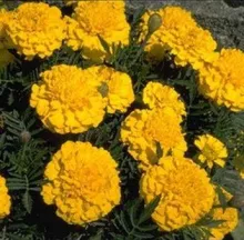 Tagetes