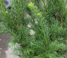 Taxus media 'Groenland'