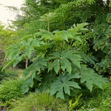 Tetrapanax papyrifera 'Rex'