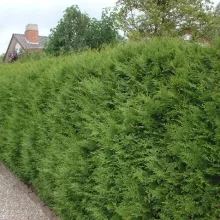 Thuja occ. 'Brabant'