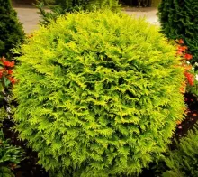 Thuja occ. 'Golden Globe'