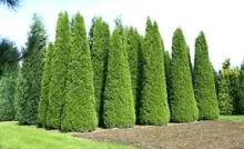 Thuja occ. 'Smaragd'