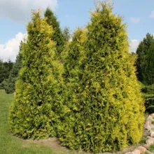 Thuja occ. 'Sunkist'