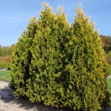 Thuja occ. 'Yellow Ribbon'