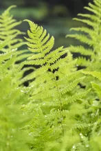 Thelypteris palustris